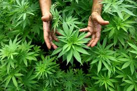 Le cannabis est une plante